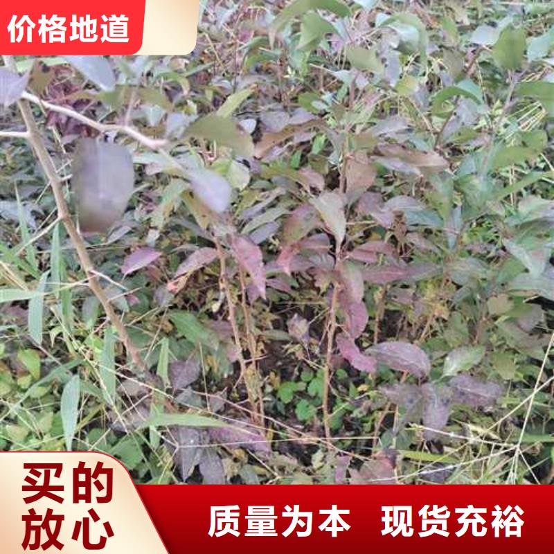 杜梨桃树苗敢与同行比服务