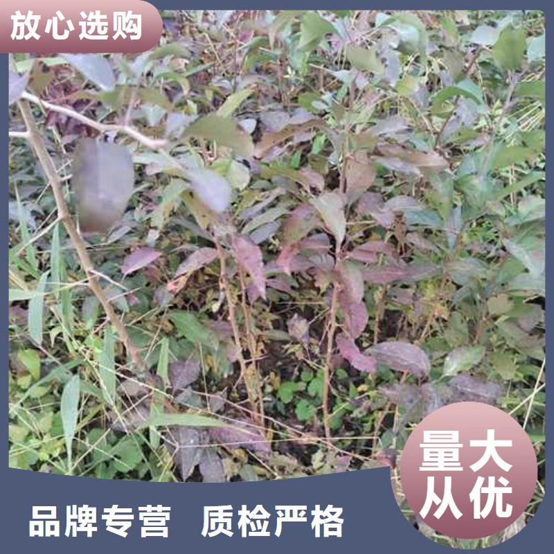 杜梨红香酥梨树苗选择我们没错