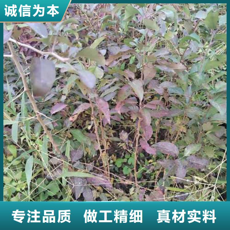 杜梨奧紅全紅梨樹苗滿足您多種采購(gòu)需求