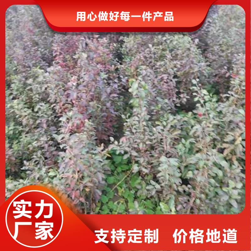 杜梨海棠苗歡迎新老客戶垂詢