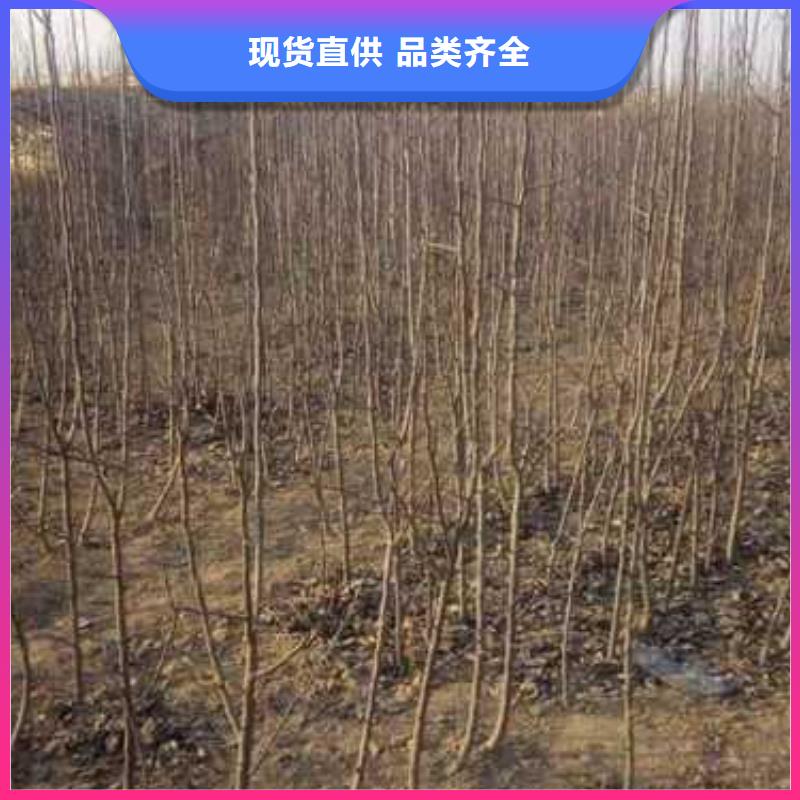 杜梨,新梨7号梨树苗符合标准