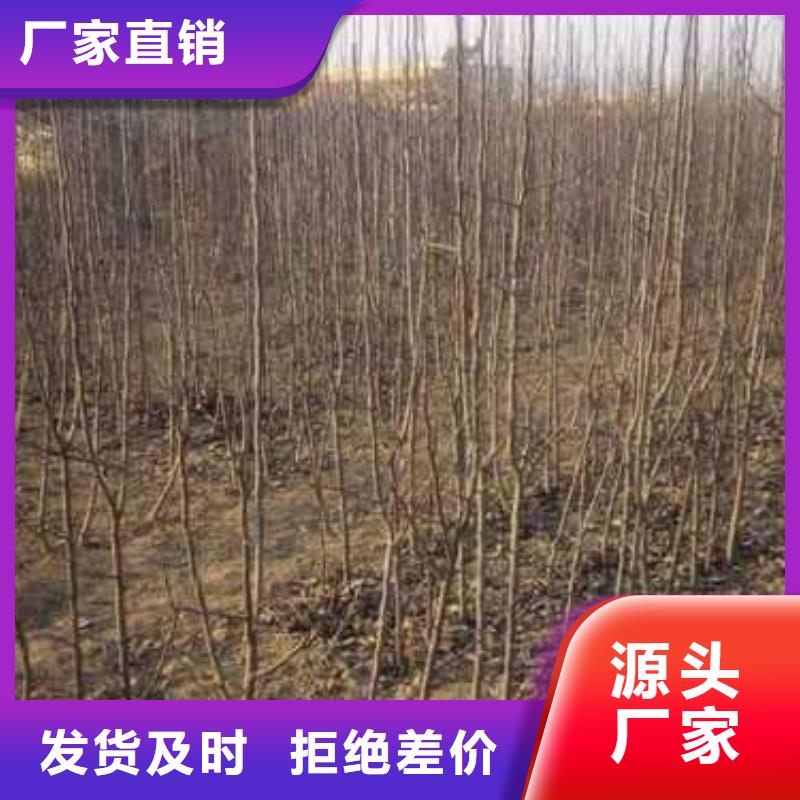 杜梨梨樹苗嚴選材質(zhì)