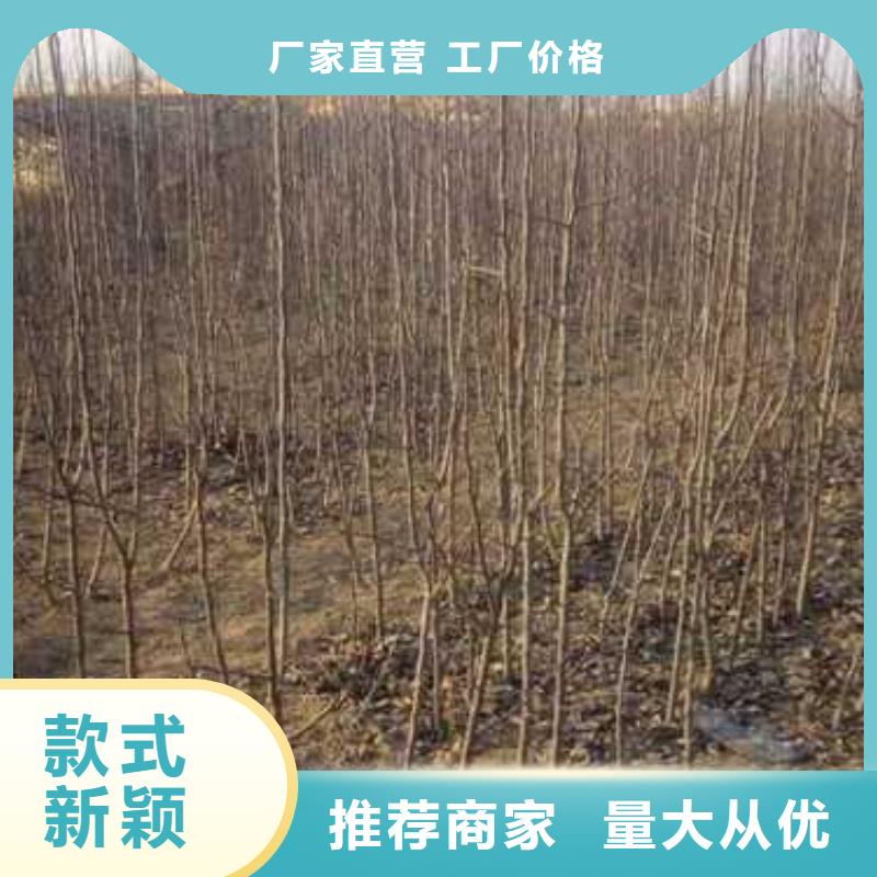 杜梨梨树苗基地随心所欲定制