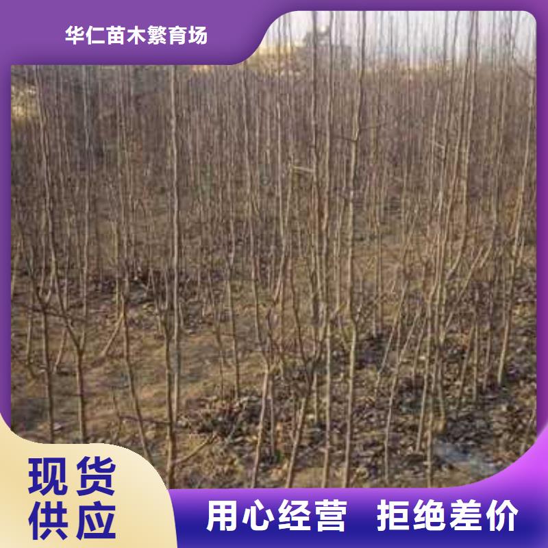 杜梨黃冠梨樹苗現(xiàn)貨充裕