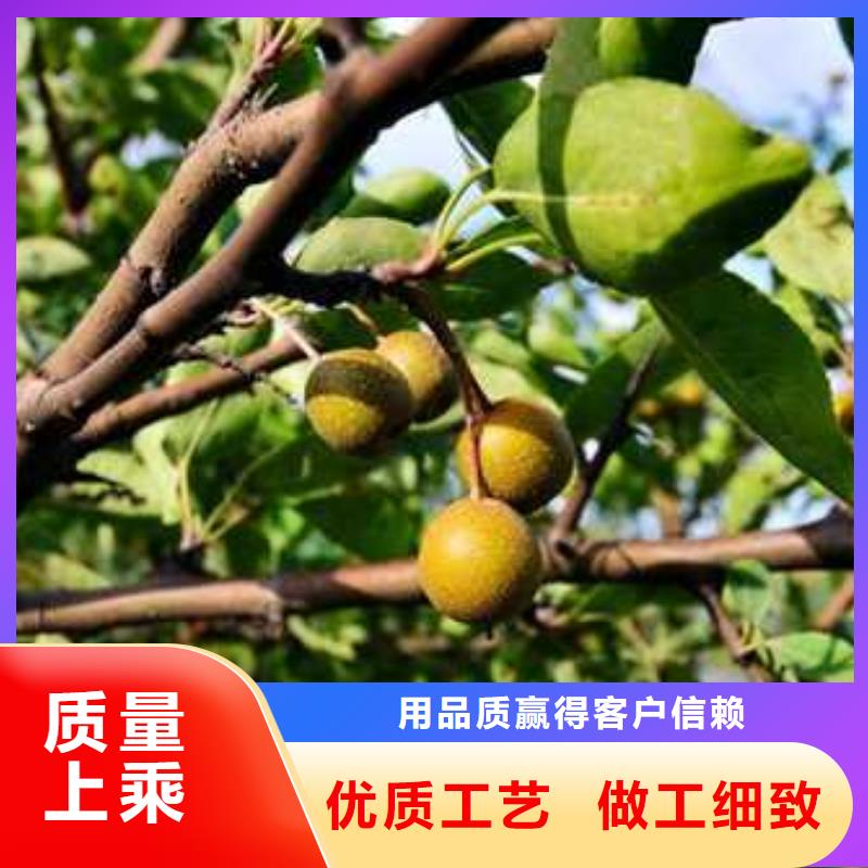 杜梨十四號桃樹苗應用廣泛