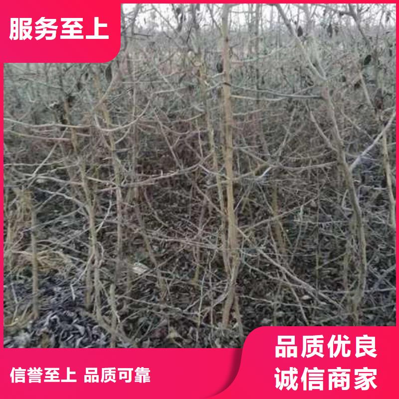 杜梨苗一顆多少錢
