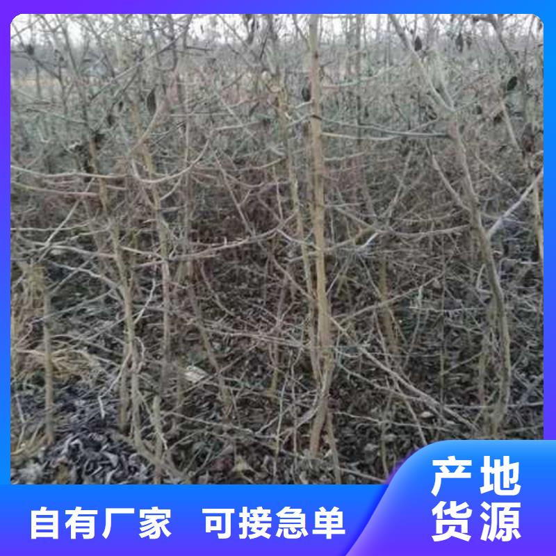 杜梨秋月梨樹苗好品質(zhì)經(jīng)得住考驗