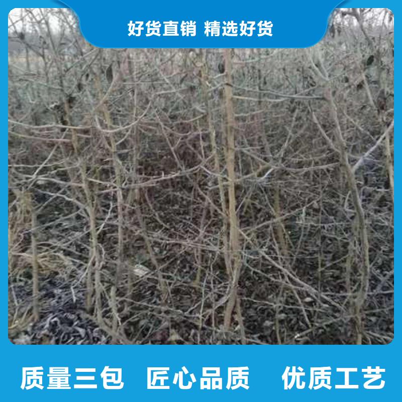 杜梨皇冠梨树苗每一处都是匠心制作