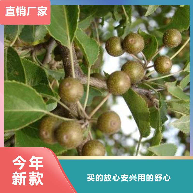 杜梨香酥梨樹苗專業(yè)品質(zhì)