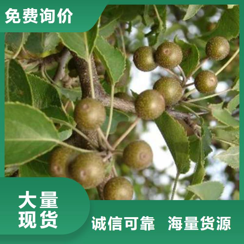 杜梨梨樹苗基地出貨及時