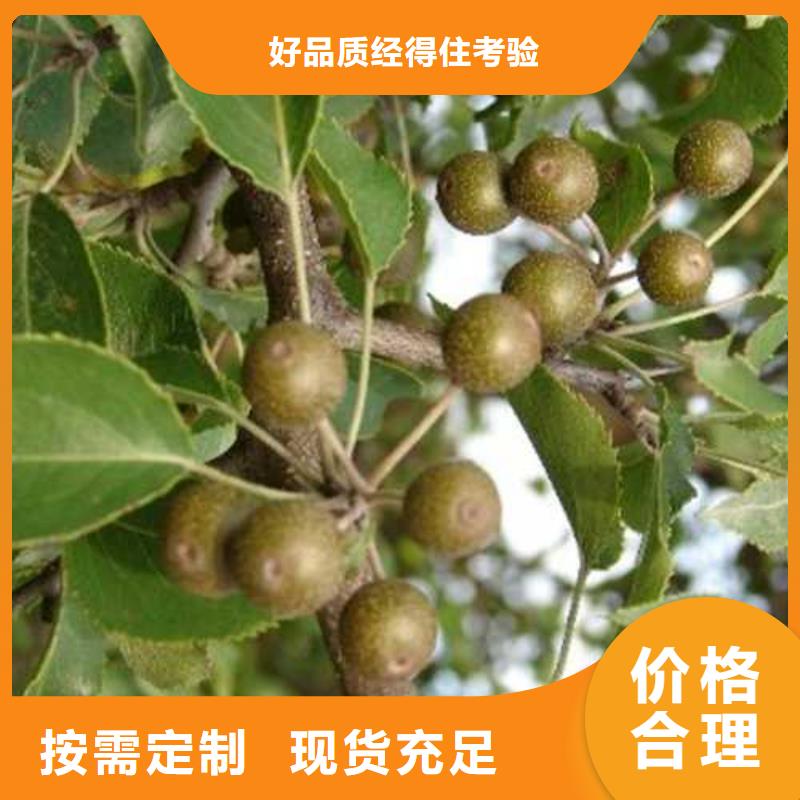 杜梨皇冠梨樹苗廠家直發(fā)