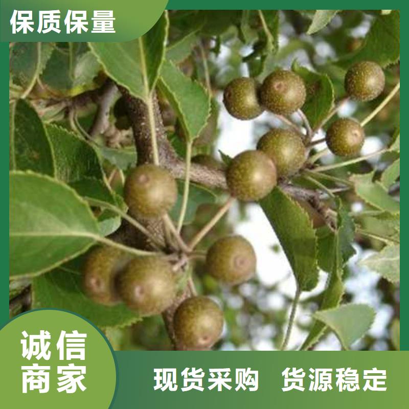 杜梨紅香酥梨樹(shù)苗源頭廠家來(lái)圖定制