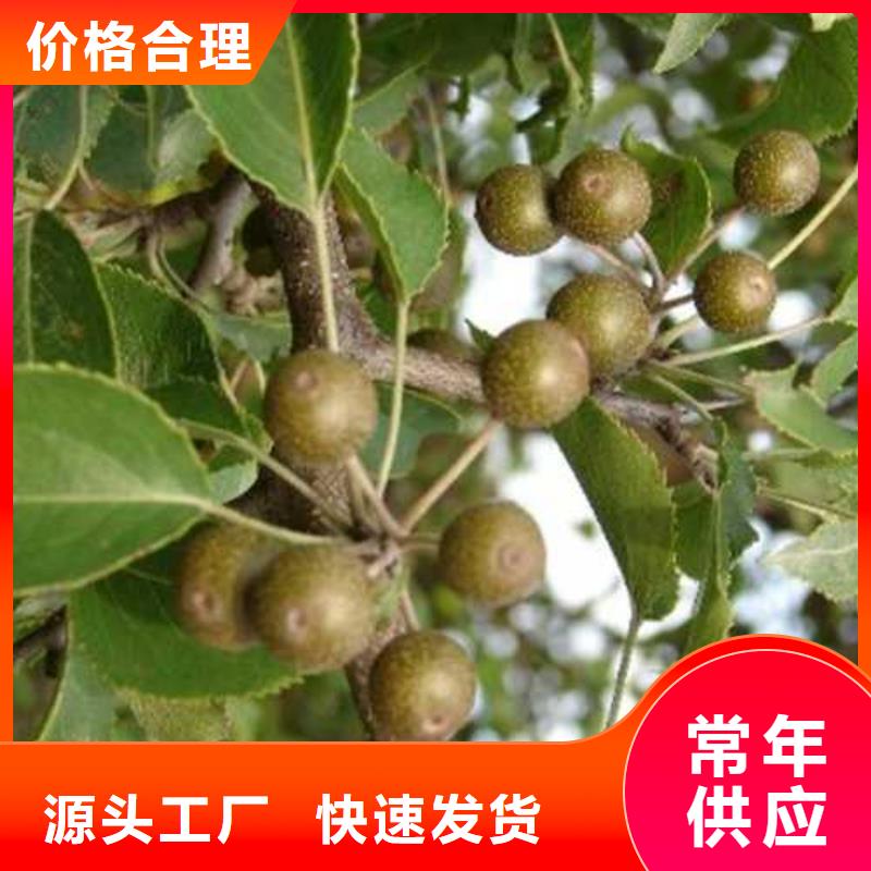 杜梨-秋月梨樹苗現(xiàn)貨直供