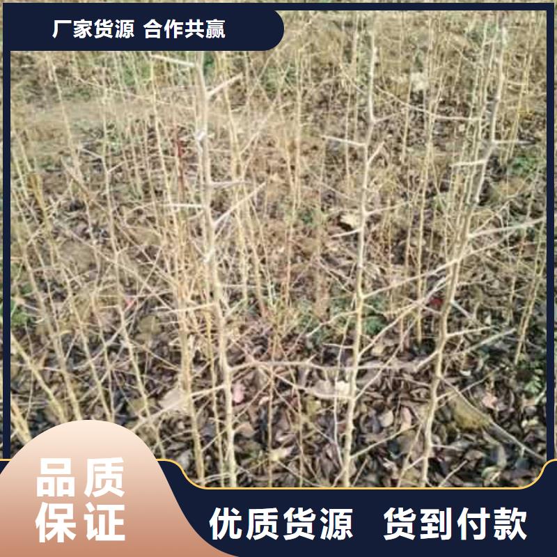杜梨-黃冠梨樹苗訂制批發(fā)