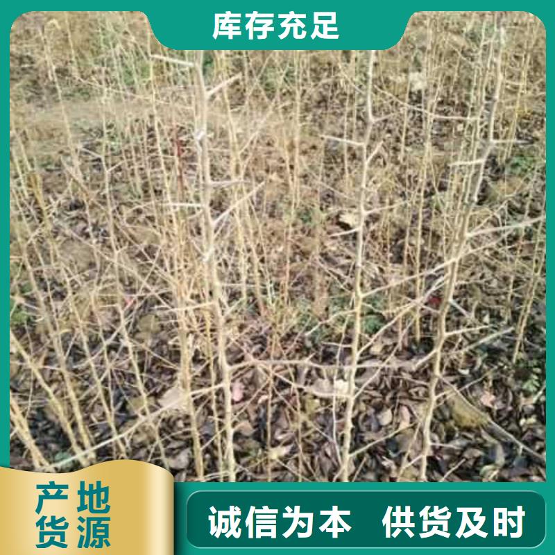 杜梨香酥梨树苗优质工艺