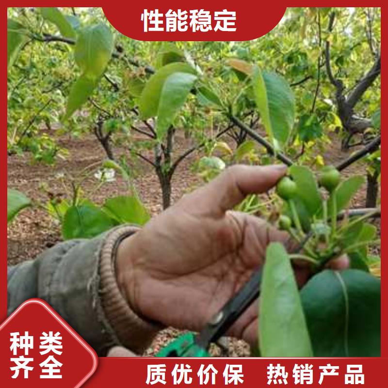 杜梨香酥梨树苗优质工艺