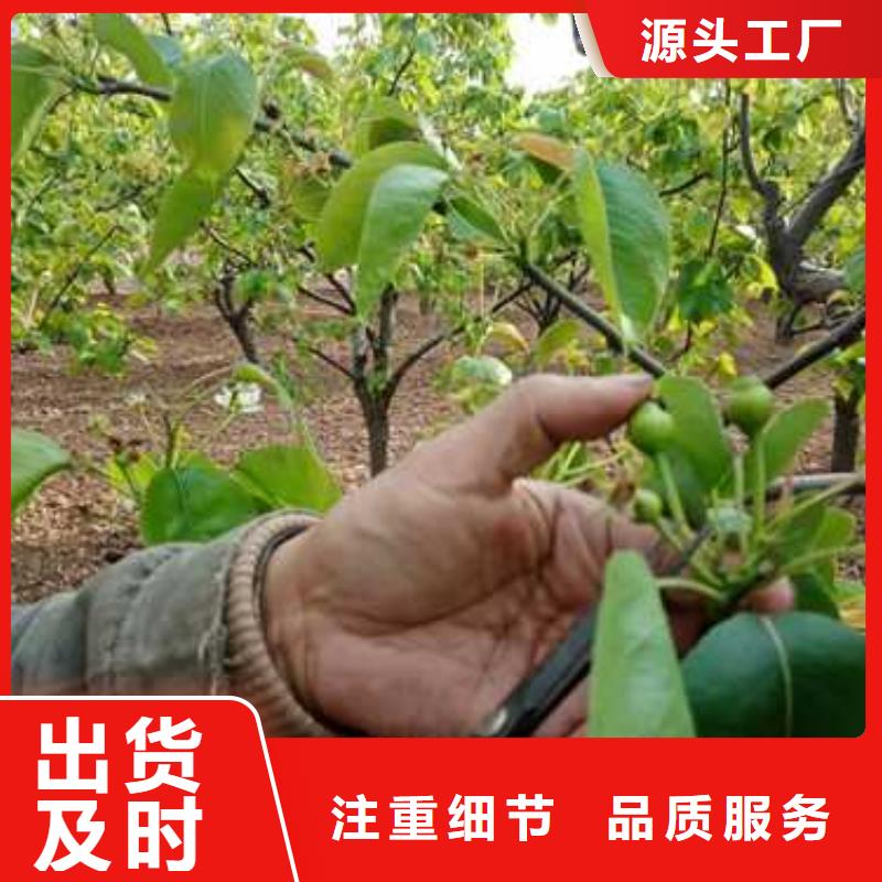 杜梨樹苗怎么買