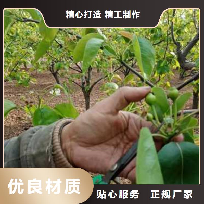 杜梨奧紅全紅梨樹苗誠信經(jīng)營質(zhì)量保證
