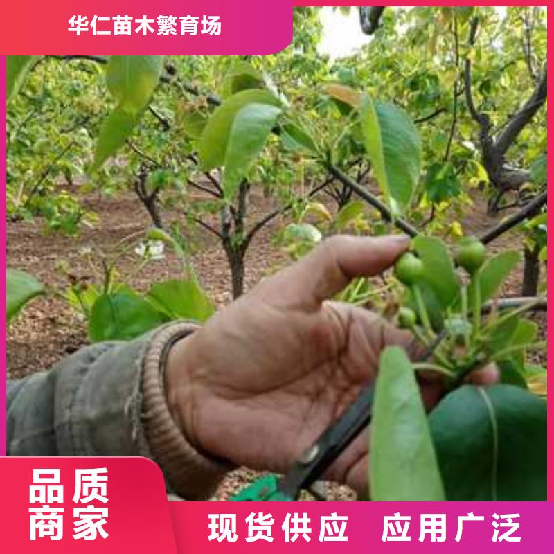 杜梨玉露香梨樹苗嚴選好貨