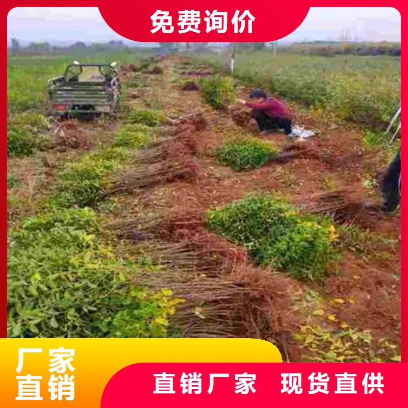 杜梨梨樹苗嚴(yán)選材質(zhì)