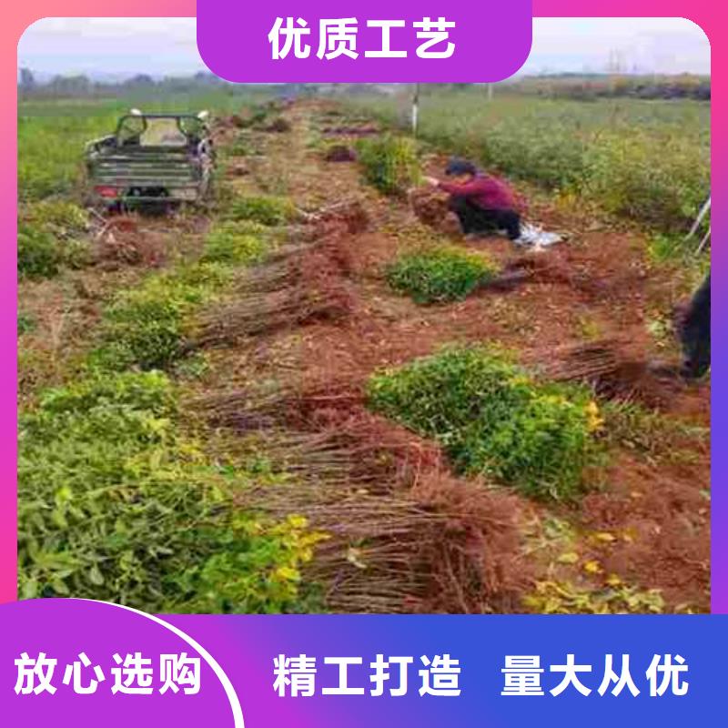 杜梨_毛桃苗厂家案例