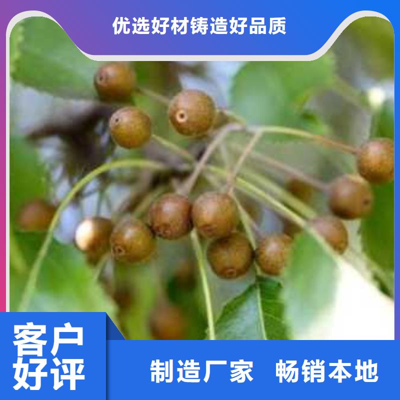 杜梨瑞蟠101桃樹(shù)苗一對(duì)一為您服務(wù)