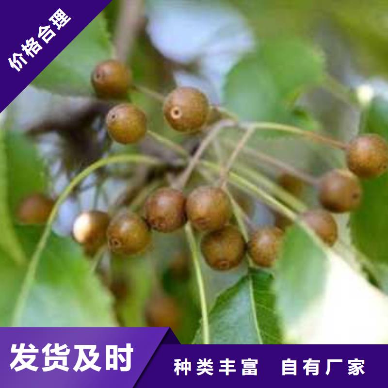 杜梨_毛桃苗厂家案例