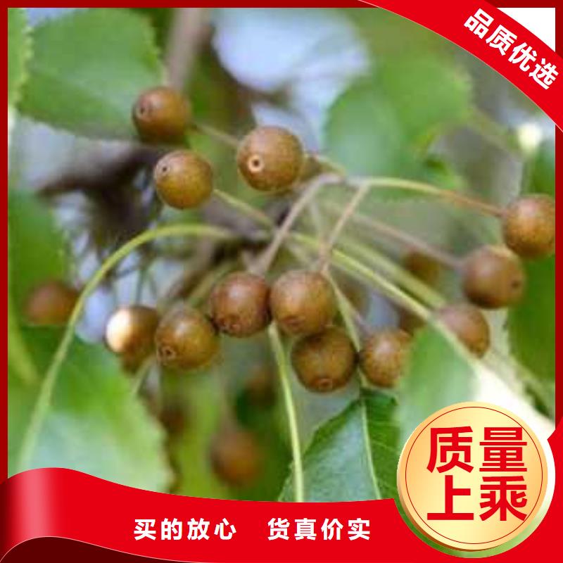杜梨梨樹苗嚴選材質(zhì)