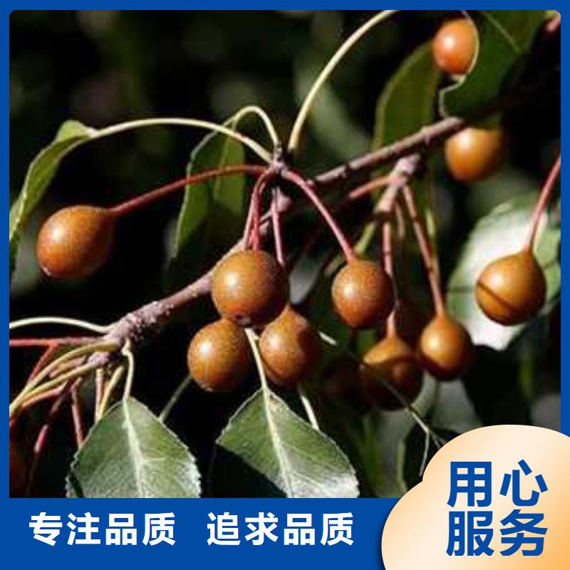 杜梨奧紅全紅梨樹苗誠信經(jīng)營質(zhì)量保證