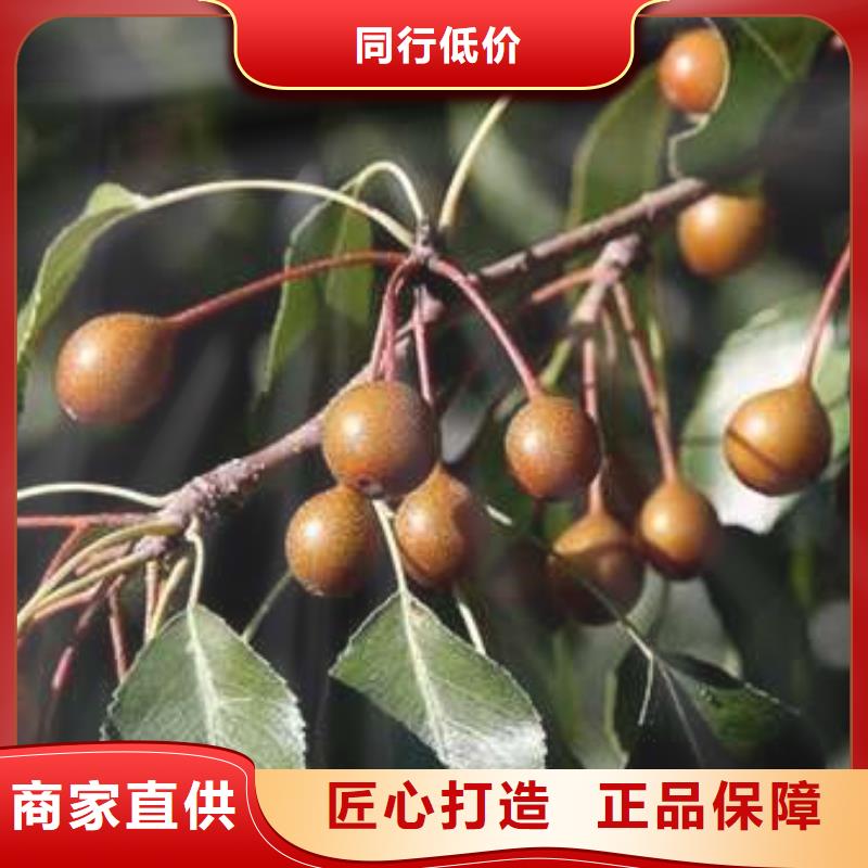 杜梨十四号桃树苗应用广泛