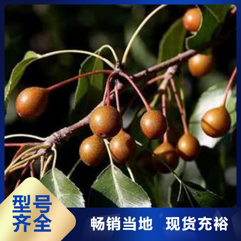 杜梨香酥梨树苗厂家直销售后完善