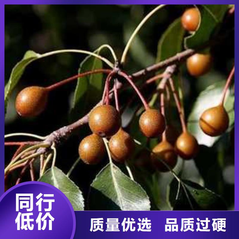 杜梨【梨樹苗基地】匠心制造