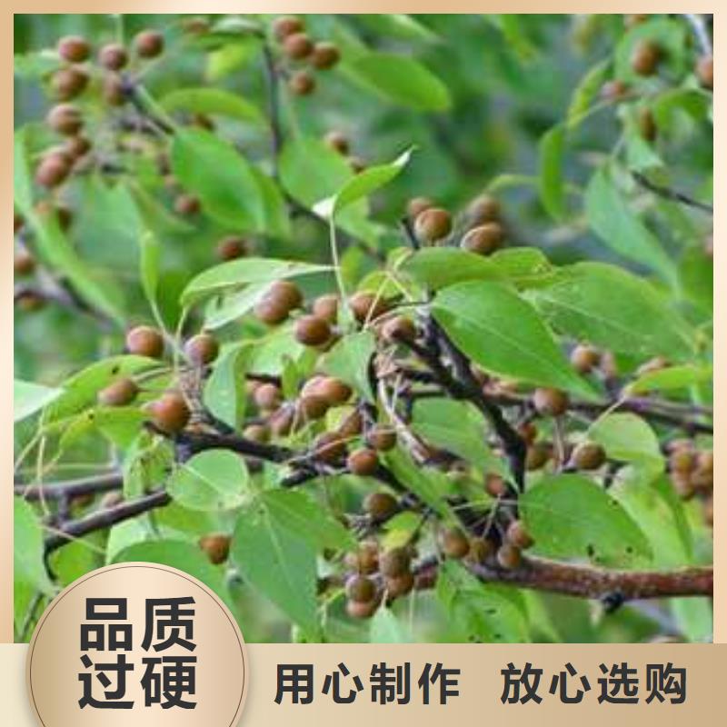 杜梨黄冠梨树苗现货充裕