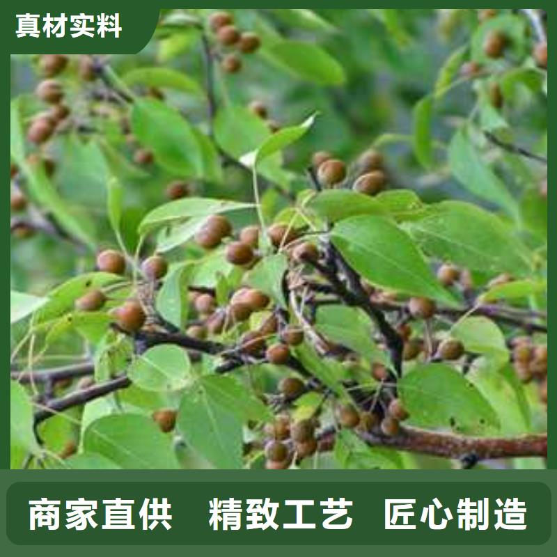 杜梨红香酥梨树苗选择我们没错