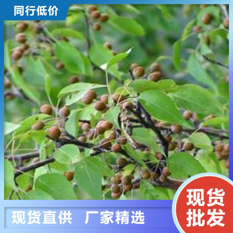 杜梨梨樹苗基地出貨及時(shí)