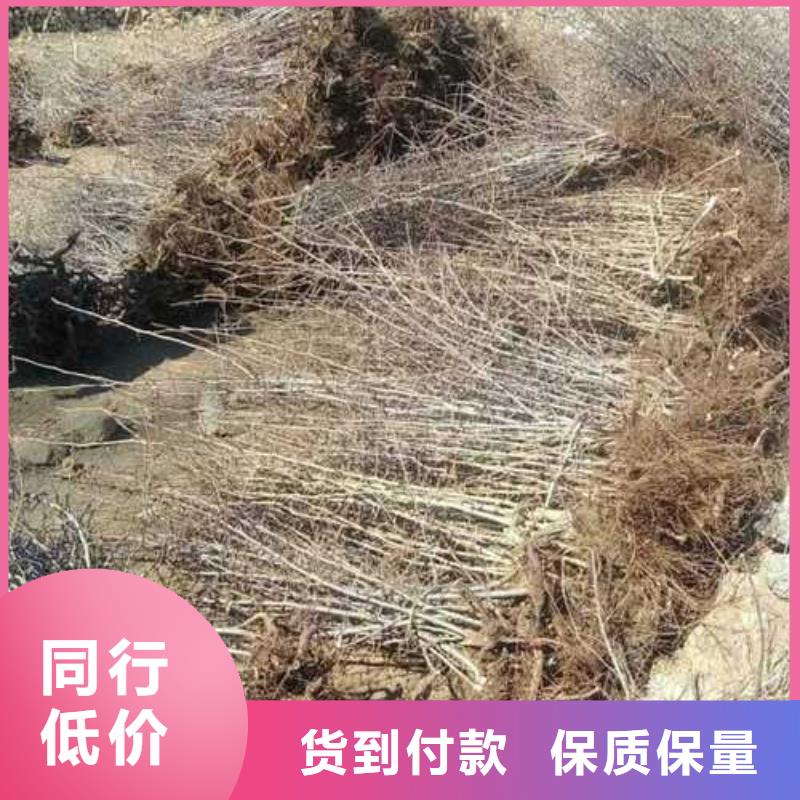 杜梨樹苗怎么買