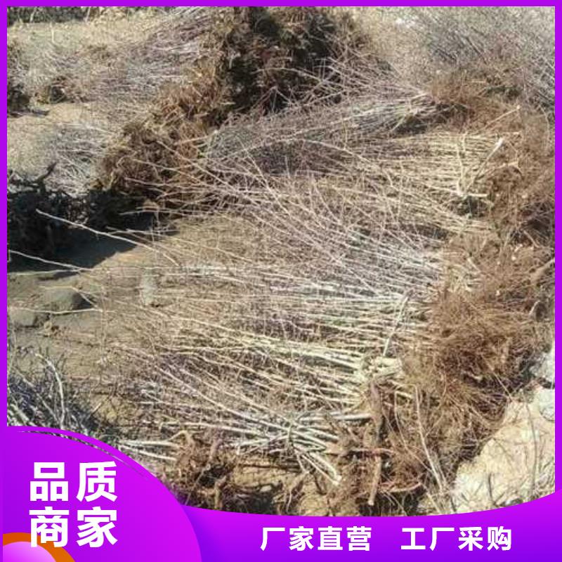 杜梨杜梨苗专业的生产厂家