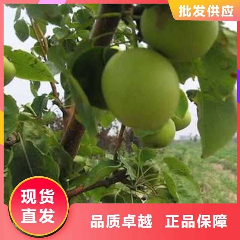 杜梨,秋月梨树苗大量现货