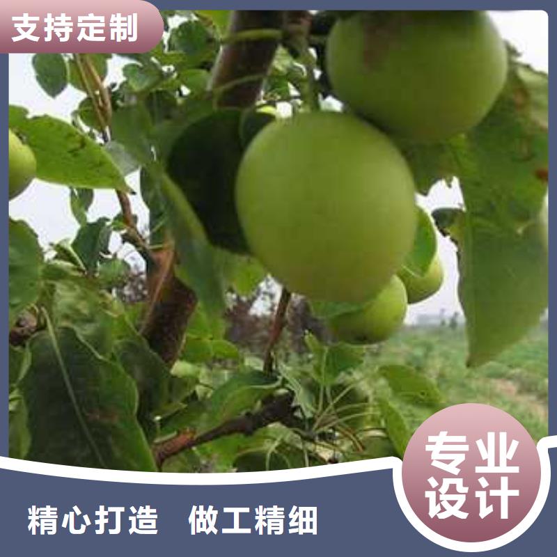 杜梨香酥梨樹苗值得信賴