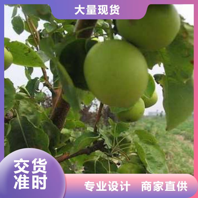 杜梨梨樹苗嚴選材質(zhì)