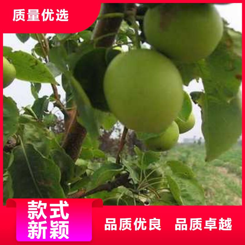 杜梨毛桃苗廠(chǎng)家直營(yíng)