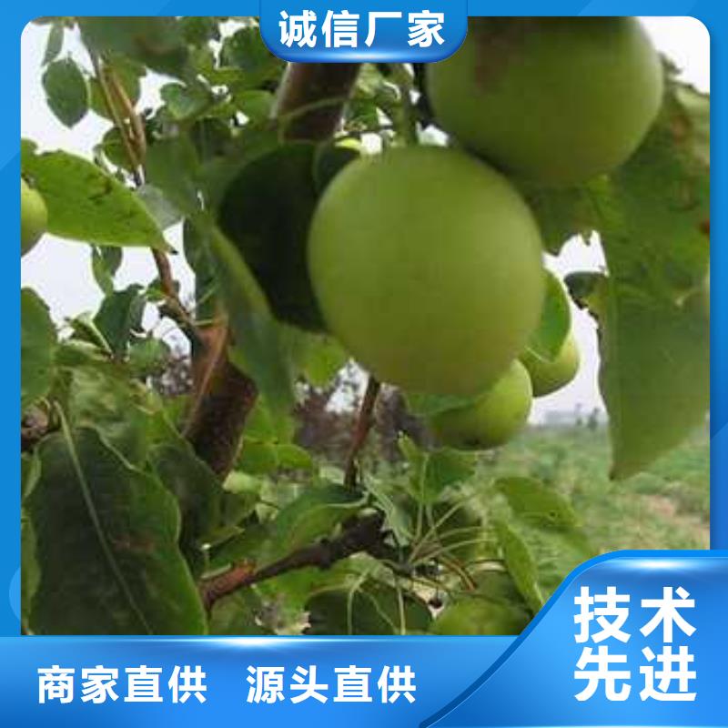 杜梨山桃苗為品質(zhì)而生產(chǎn)