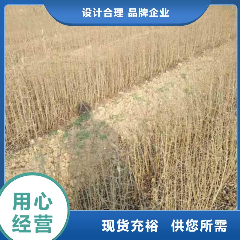 杜梨玉露香梨樹苗品質(zhì)商家