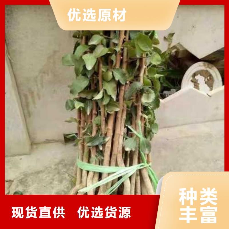 杜梨-黃冠梨樹苗訂制批發(fā)