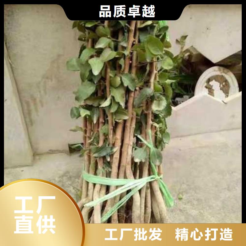 杜梨玉露香梨树苗严选好货