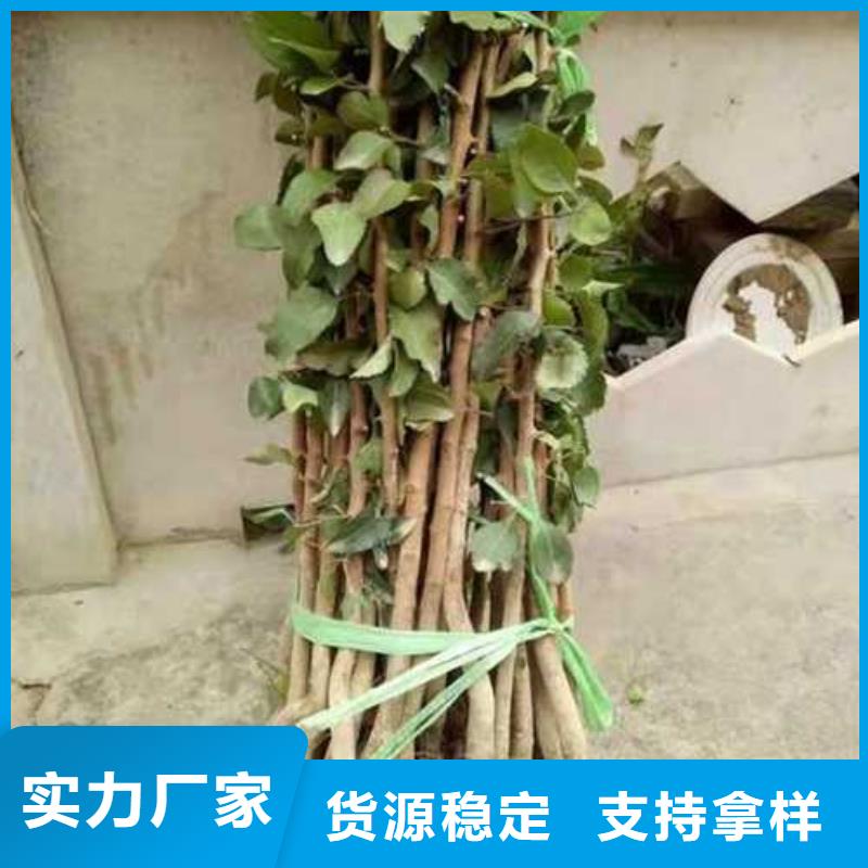 杜梨_海棠苗發(fā)貨及時