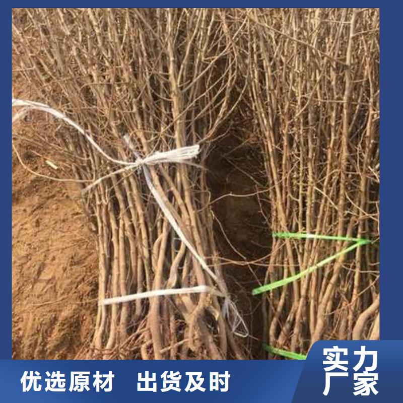 杜梨杜梨苗優(yōu)選好材鑄造好品質