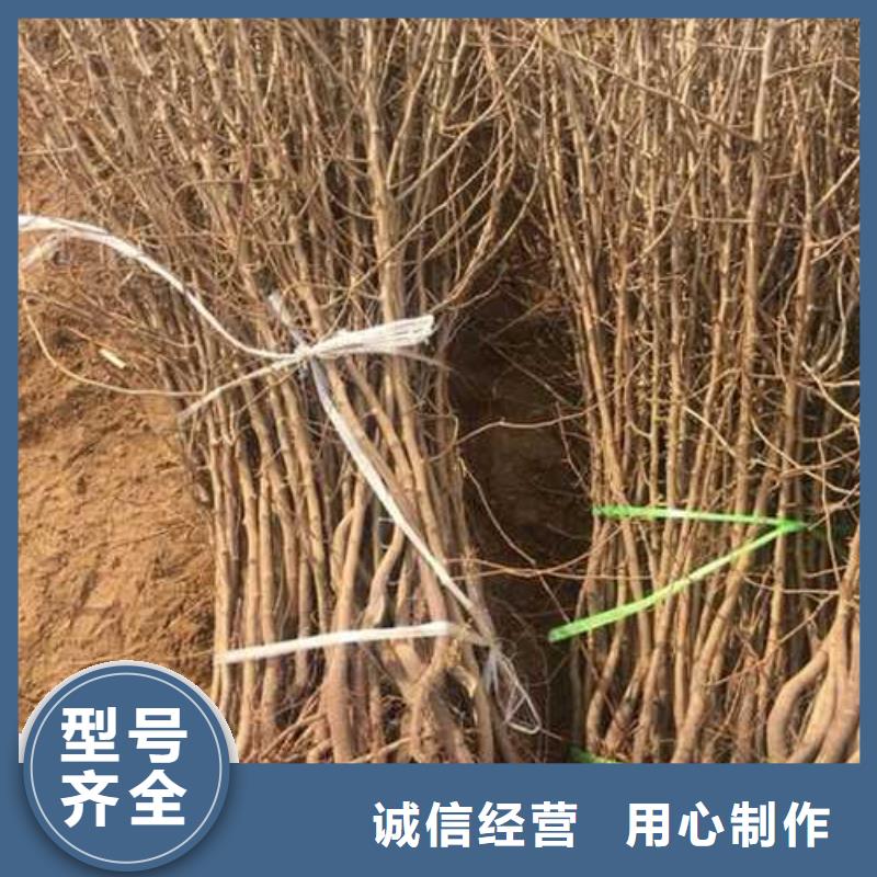 杜梨梨樹苗嚴選材質(zhì)