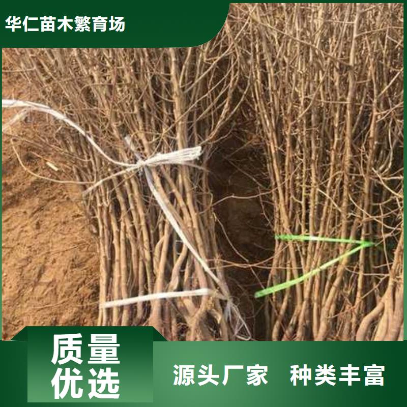 杜梨_毛桃苗厂家案例