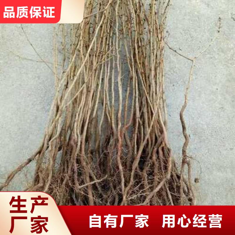杜梨奧紅全紅梨樹苗廠家精選